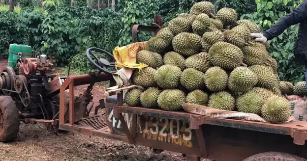 Xe lôi cải tiến chở sầu riêng cồng kềnh và tiềm ẩn nhiều rủi ro an toàn giao thông